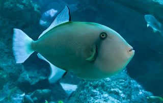 S.E.A. AQUARIUM