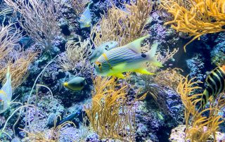 S.E.A. AQUARIUM – Singapur
