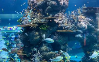 S.E.A. AQUARIUM