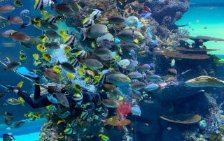 S.E.A. AQUARIUM