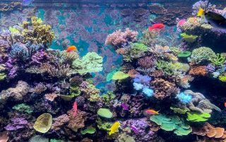 S.E.A. AQUARIUM – Singapur