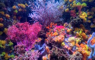S.E.A. AQUARIUM – Singapur