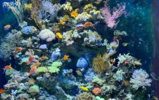 S.E.A. AQUARIUM