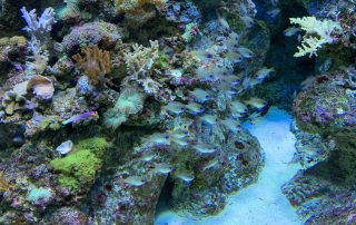 S.E.A. AQUARIUM
