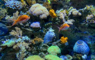 S.E.A. AQUARIUM