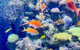 S.E.A. AQUARIUM – Singapur