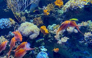S.E.A. AQUARIUM – Singapur