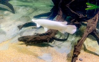 S.E.A. AQUARIUM