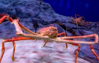 S.E.A. AQUARIUM