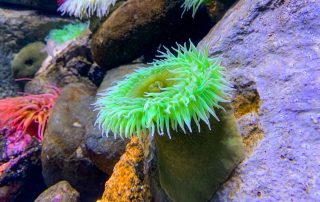 S.E.A. AQUARIUM
