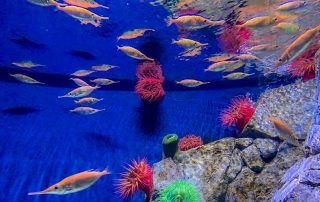 S.E.A. AQUARIUM