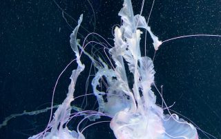 S.E.A. AQUARIUM