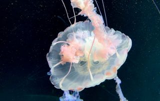 S.E.A. AQUARIUM