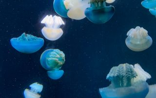 S.E.A. AQUARIUM