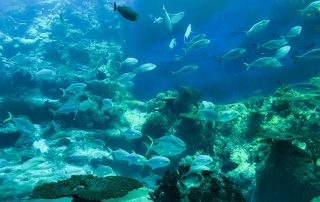 S.E.A. AQUARIUM