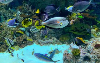 S.E.A. AQUARIUM