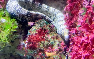 S.E.A. AQUARIUM