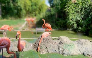 - Tiergarten Schönbrunn