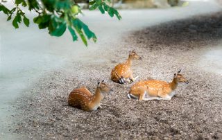 - Tiergarten Schönbrunn
