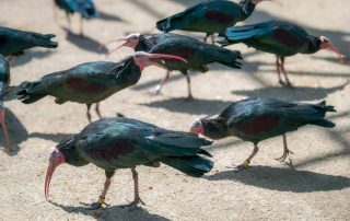 - Tiergarten Schönbrunn
