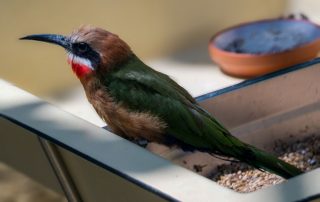 - Tiergarten Schönbrunn