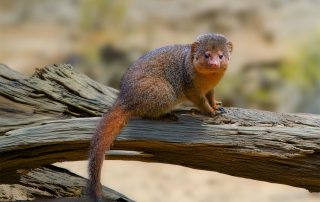 Östliche Ringelschwanzmungos (Galidia elegans elegans) gehören zur Familie der Madagassischen Raubtiere und tragen ihren Namen aufgrund ihres geringelten Schwanzes. Mit bis zu 950 g sind sie wahre Leichtgewichte, Zoo Berlin