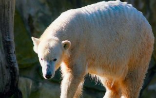 ,Zoo Berlin