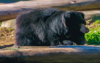 LIPPENBÄR - Melursus ursinus,Zoo Berlin