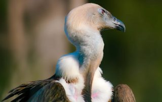 ,Zoo Berlin