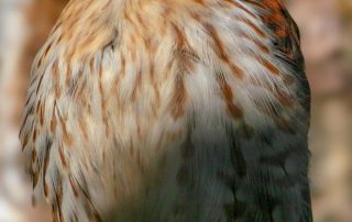 ,Zoo Berlin