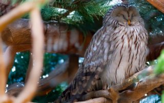 ,Zoo Berlin