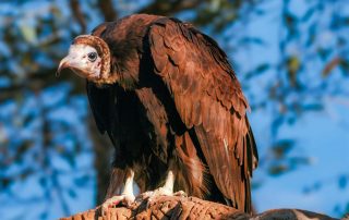 ,Zoo Berlin