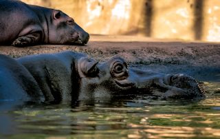 ,Zoo Berlin
