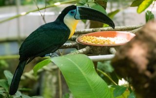 Zoo von Singapur