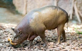 Zoo von Singapur