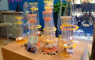 Korallen-Zucht