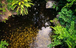 Zoo von Singapur