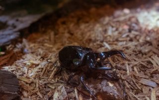 Zoo von Singapur