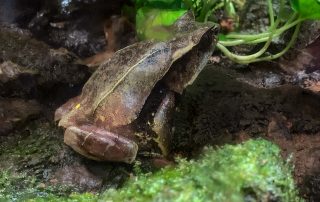 Zoo von Singapur