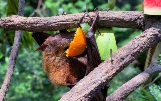 Zoo von Singapur