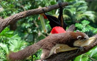 Zoo von Singapur