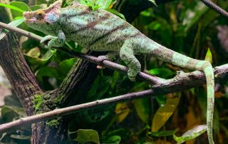 Zoo von Singapur