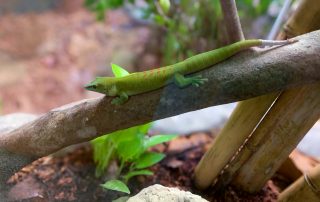 Zoo von Singapur