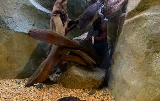 Zoo von Singapur