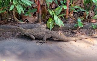 Zoo von Singapur