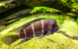 Gestreifter Tanganjika-Buntbarsch - Gestreifte Tanganjika-Buntbarsche besitzen einen hochrückigen, abgeflachten Körper. Sie sind oher an flacheren Seezonen zu finden, tiefe Gewässer meiden sie. Zoologischen Stadtgarten Karlsruhe wird die Lokalform Simochromis diagramma „isanga" gezeigt.