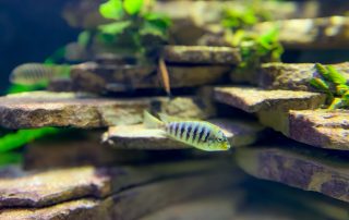 Zoologischer Tiergarten in Karlsruhe
