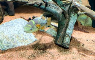 Grüner Flusskugelfisch - Tetraodon Aluviatilis, Grüne Flusskugelfische bewohnen hauptsächlich Flüsse Flussmündungen des südlichen Asiens. Sie leben einzelgängerisch und ernähren sich von Insekten und Weichtieren. Die beliebten Fische werden bis zu 20 Zentimeter groß, weshalb sich diese Art eher weniger für die Heimtierhaltung eignet.