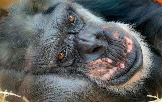 Schimpanse Pan troglodytes, Zoologischer Tiergarten in Karlsruhe