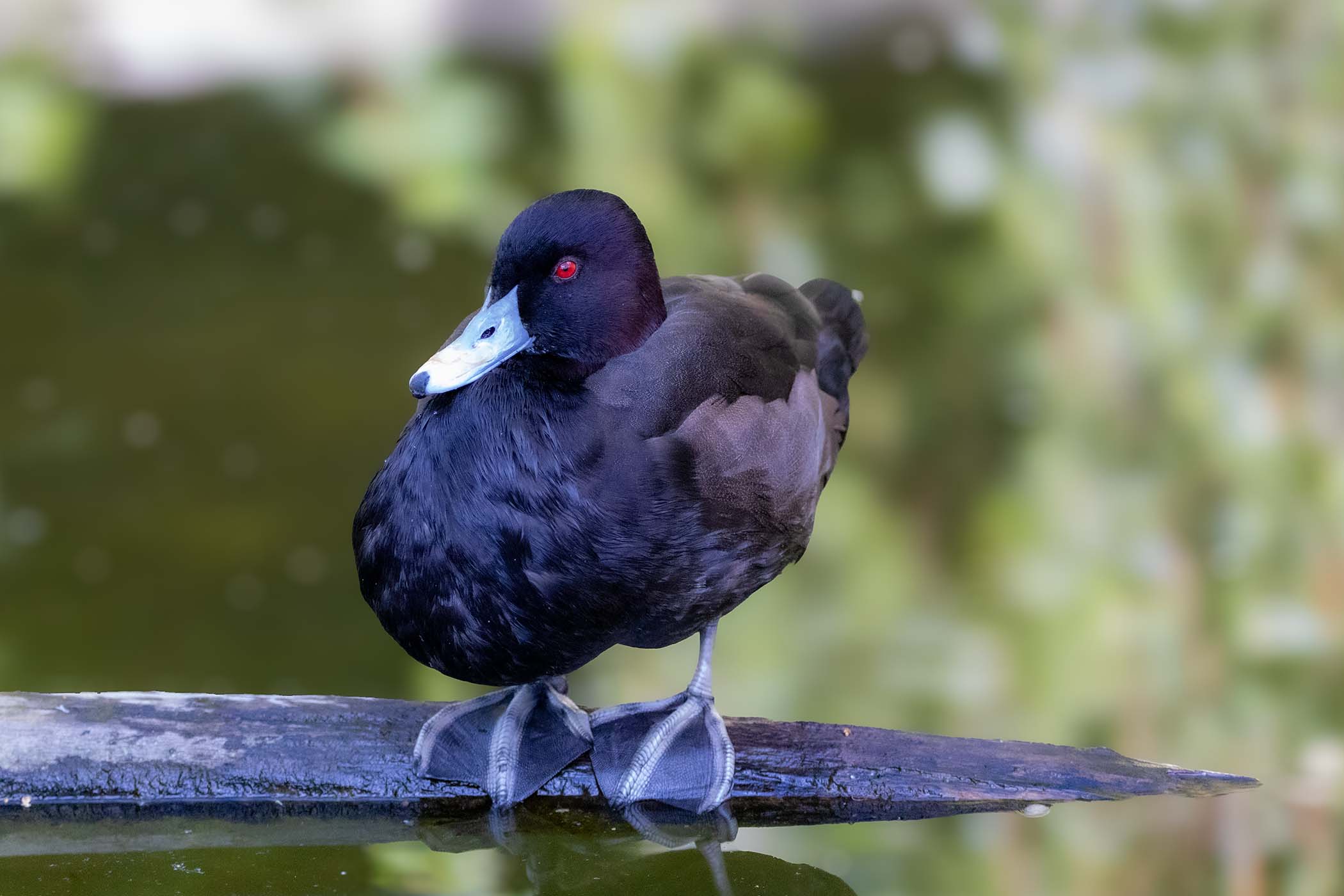 – Zoo Leipzig - Zoo Leipzig